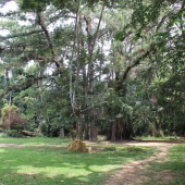 KNUST Botanical Garden and why you need to be there