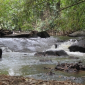 KNUST Botanical Garden and why you need to be there