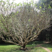 KNUST Botanical Garden and why you need to be there
