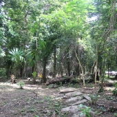 KNUST Botanical Garden and why you need to be there