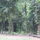 KNUST Botanical Garden and why you need to be there