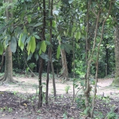 KNUST Botanical Garden and why you need to be there